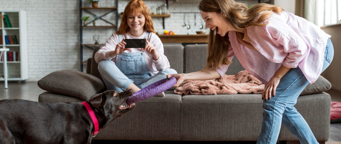 How to Choose the Perfect Toy, Bed, or Accessory for Your Pet